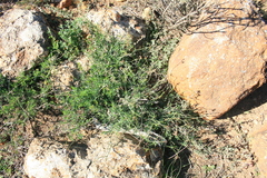 Notobubon collinum