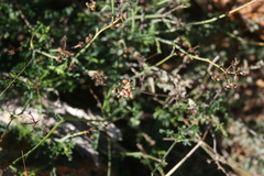 Notobubon collinum