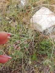 Bupleurum bicaule