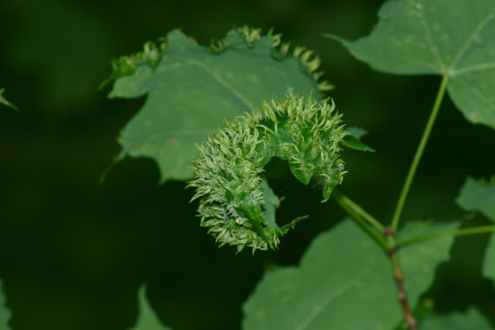 Maple Spindle Gall Mite