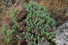 Lavandula pedunculata