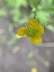 Ranunculus macounii