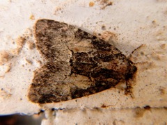 Chytonix