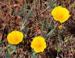 Eschscholzia californica californica