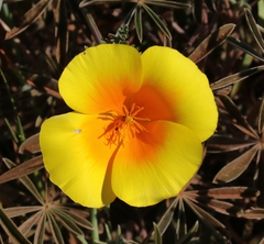 Eschscholzia californica californica