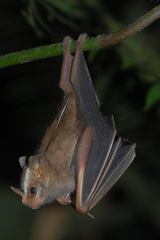 Vampyrodes caraccioli