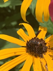 Parancistrocerus histrio