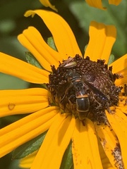 Parancistrocerus histrio