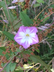 Convolvulus arvensis