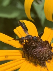 Parancistrocerus histrio