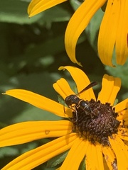 Parancistrocerus histrio