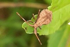 Coreini