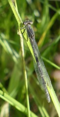 Ischnura elegans
