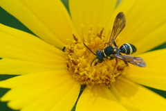 Nomada tiftonensis