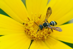 Nomada tiftonensis