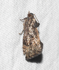 Gymnandrosoma punctidiscanum