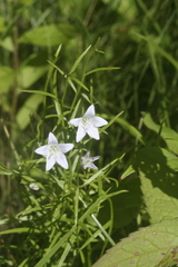 Campanula aparinoides