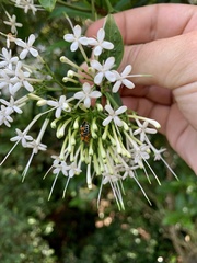 Antestiopsis anchora