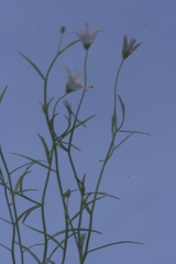 Campanula aparinoides