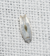 Pseudopostega quadristrigella