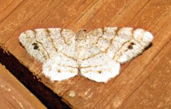 Trigrammia quadrinotaria