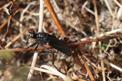 Dasypogon