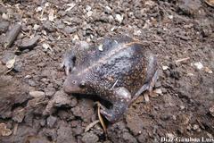 Rhinophrynus dorsalis