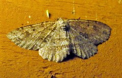 Melanolophia signataria