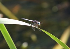 Pachydiplax longipennis