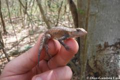 Sceloporus chrysostictus