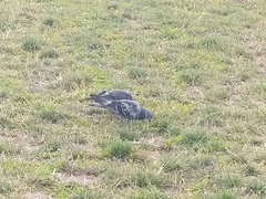 Columba livia domestica