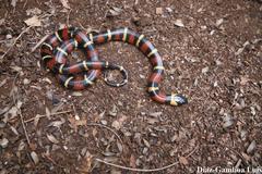 Lampropeltis abnorma