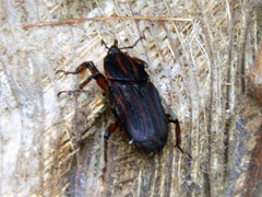 Rhynchophorus phoenicis