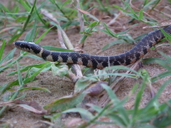 Erythrolamprus taeniogaster