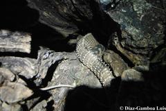 Ctenosaura similis similis
