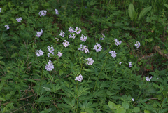 Cardamine bulbifera