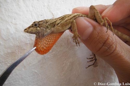 Ghost Anole