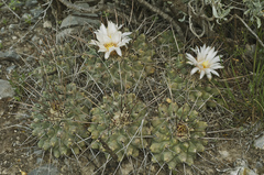 Thelocactus rinconensis multicephalus