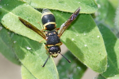 Euodynerus castigatus