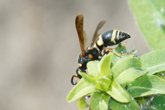 Euodynerus castigatus