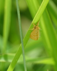 Euproctis lutea