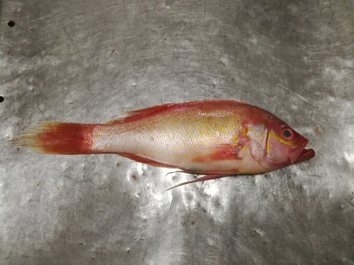 Rose thread-fin bass (Hemanthias peruanus) — Serranidae — 3