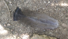 Meleagris gallopavo merriami