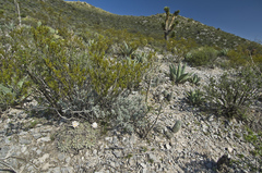 Thelocactus rinconensis multicephalus