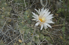 Thelocactus rinconensis multicephalus