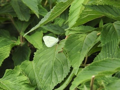 Pieris rapae