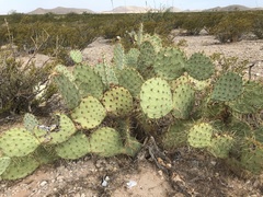 Opuntia discata