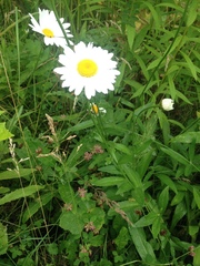 Leucanthemum vulgare