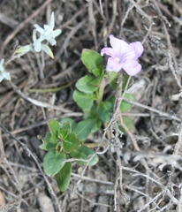 Ruellia pilosa