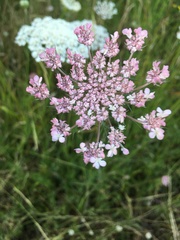 Angiospermae